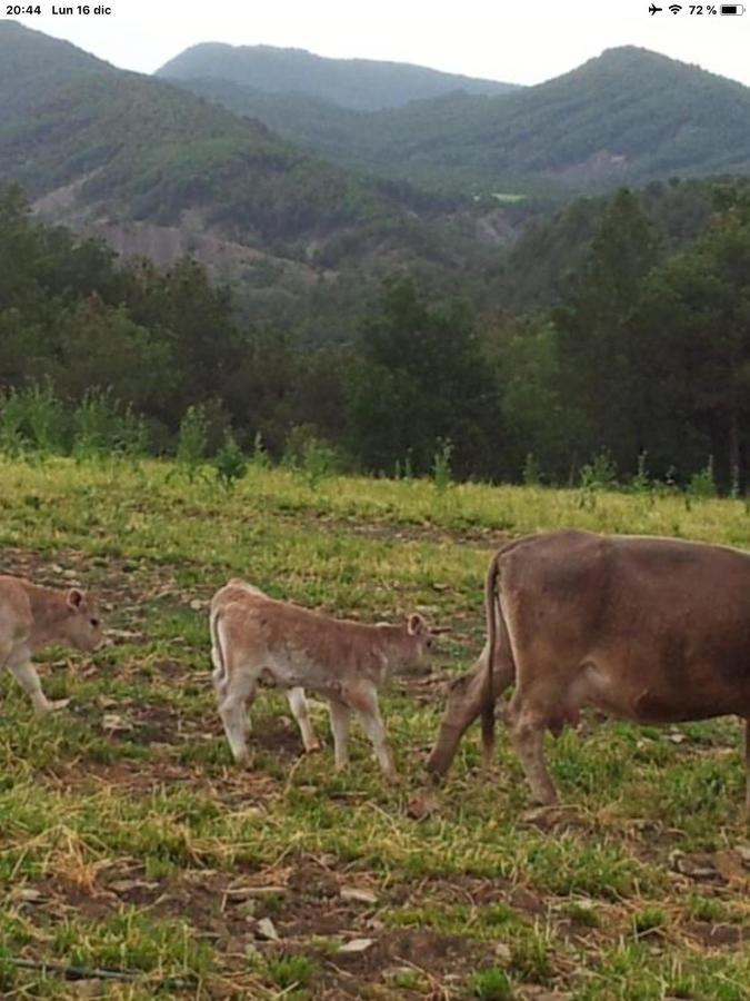 Preciosas Vistas A La Montana, Luminoso Y Acogedor Lejlighed El Pueyo de Araguás Eksteriør billede